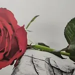 Rosahouse לצ'ה